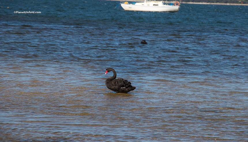 Black Swan at east coast Tasmania