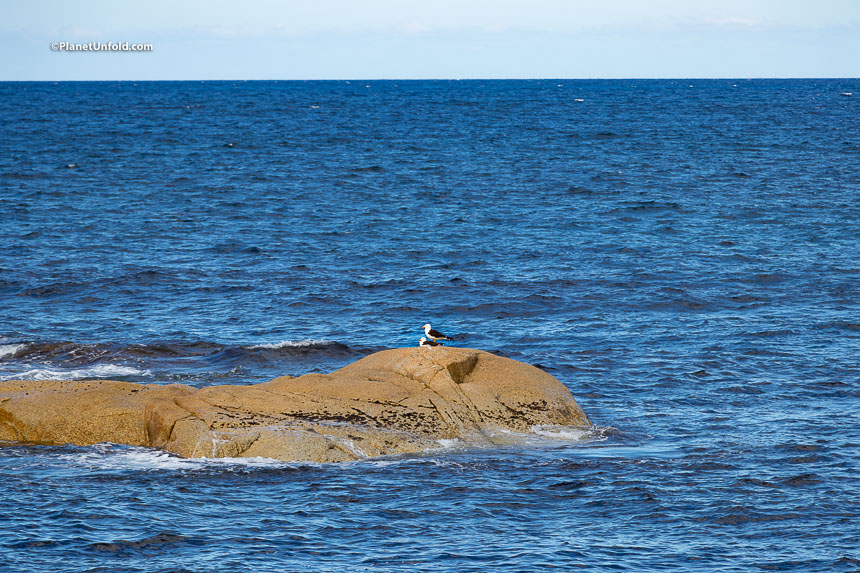 Pelicans at the Coast