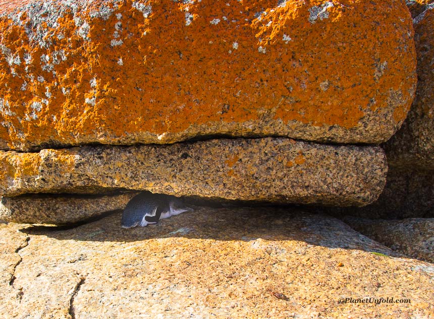 Tasmania Penguin