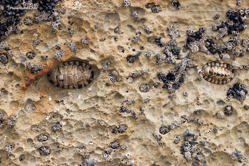 Fish Fossils