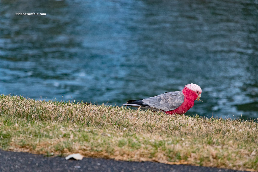 Red & Black Cockatoo
