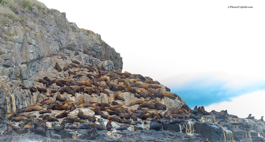 Seals at Bruny island coasts