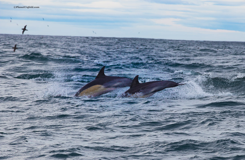Dolphins and Mutton Birds