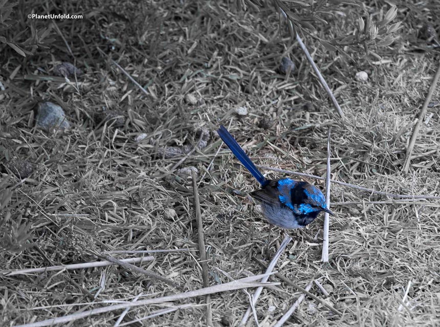 Fairy Wren