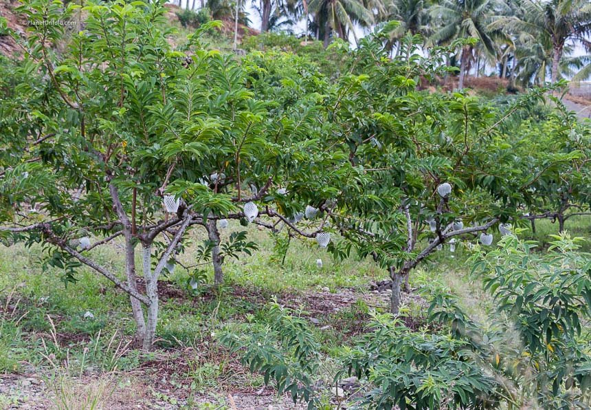 custard apple trees