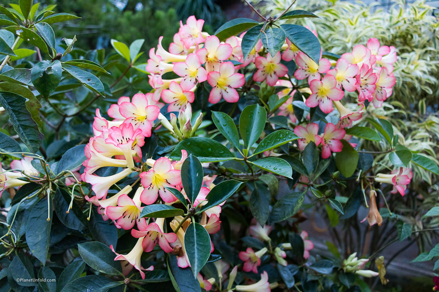 flower season Taimali
