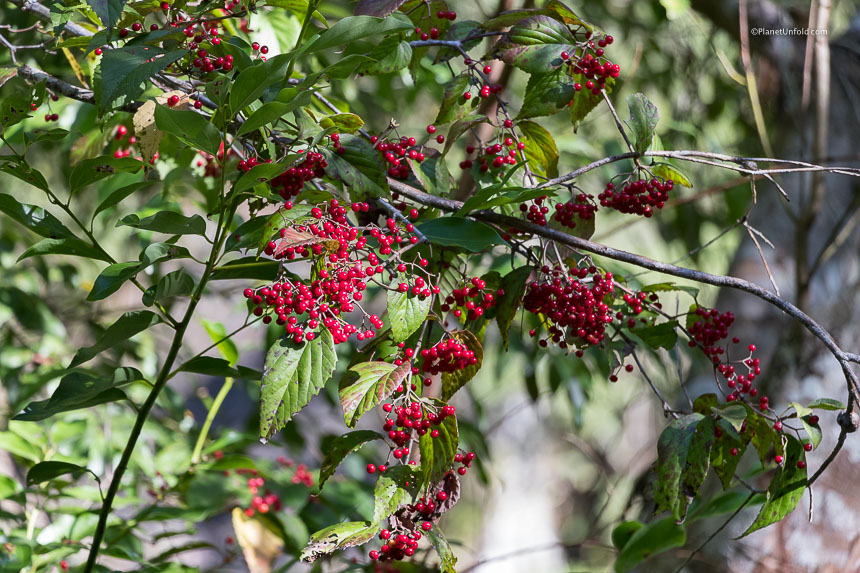 Taroko flora