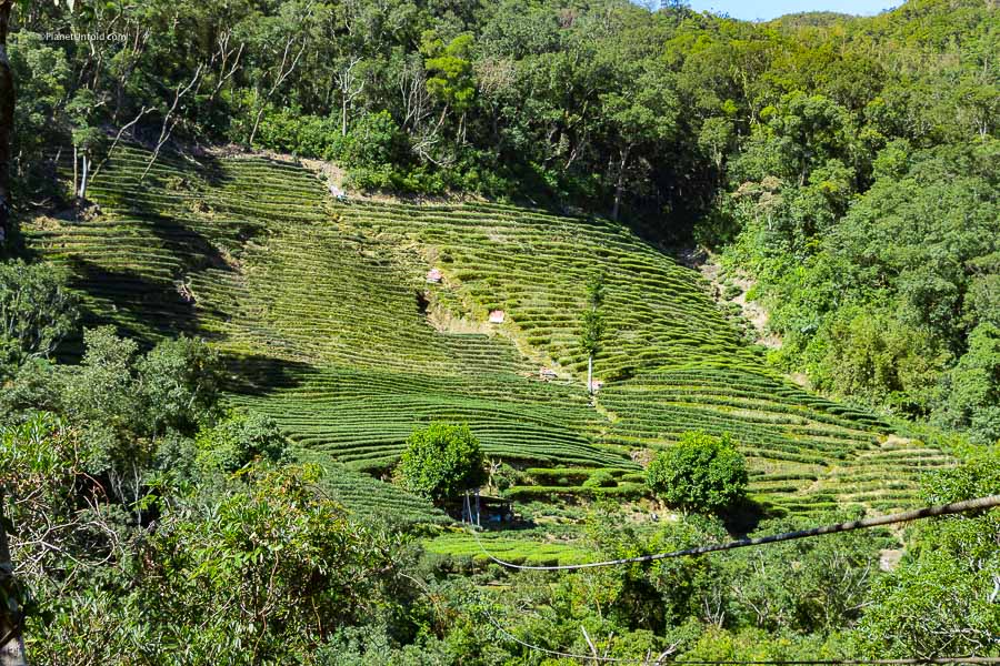 Bagua tea plantations
