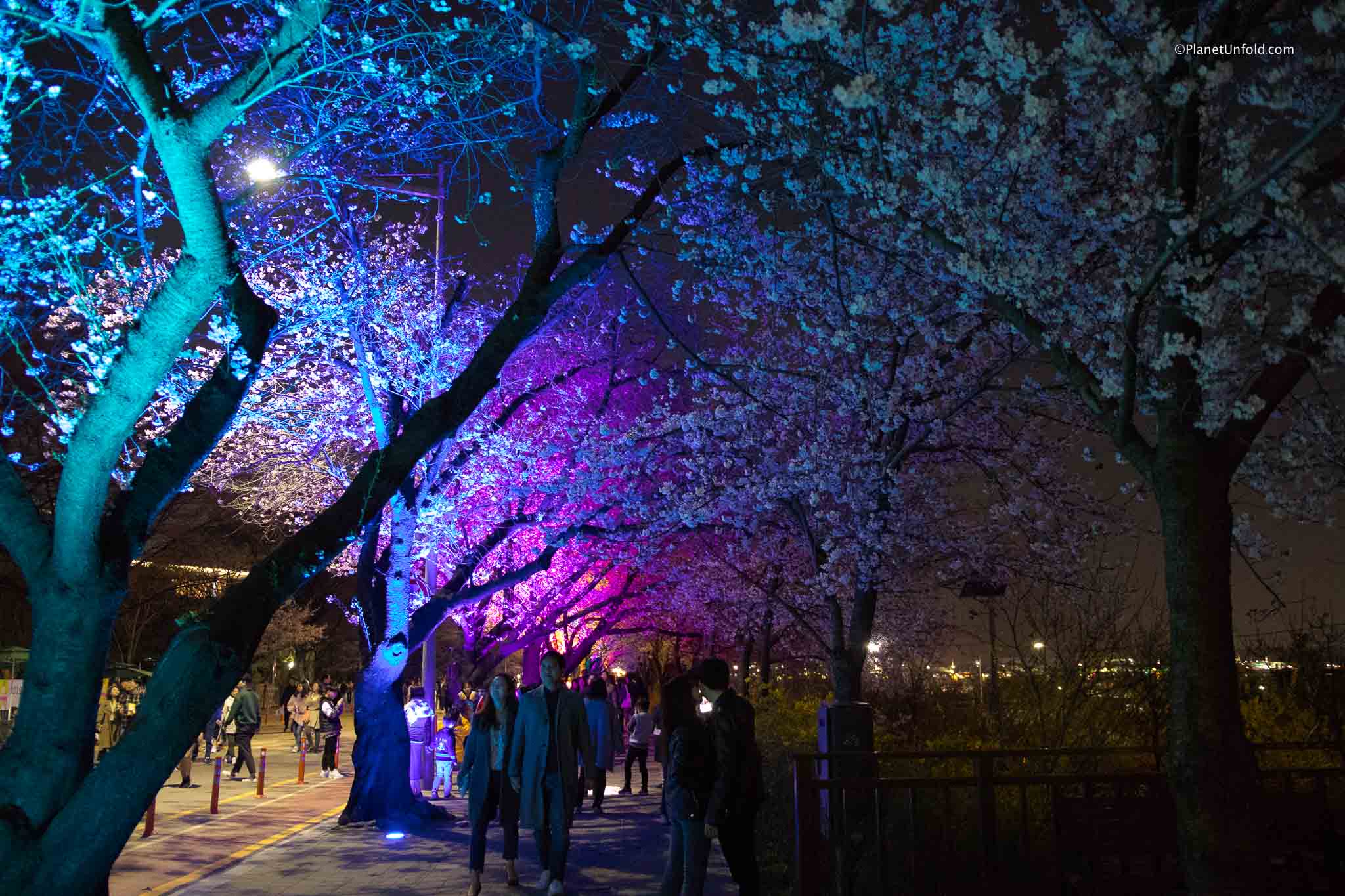 Yeouido Park flower festival