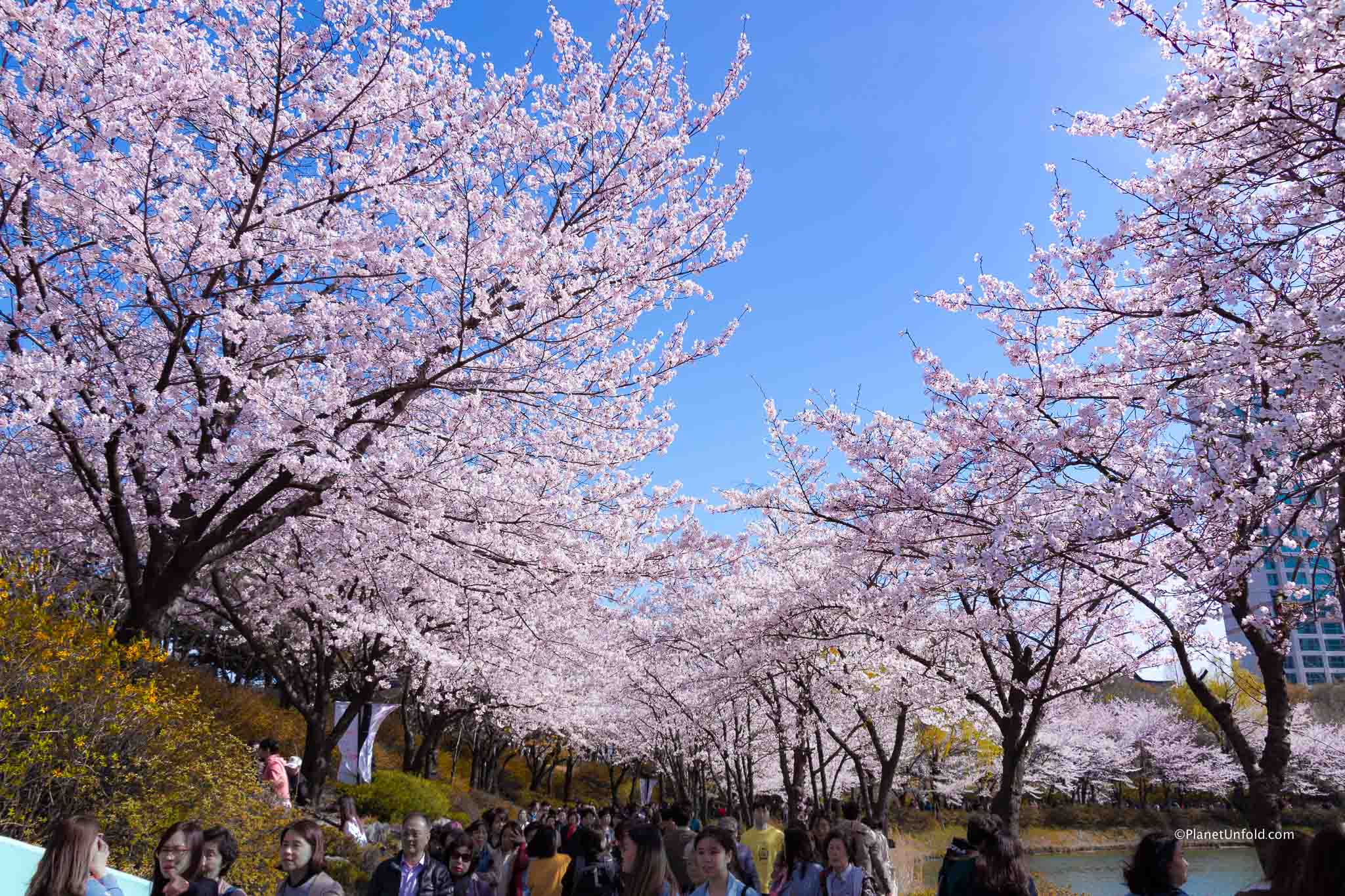 Spring Season Seoul