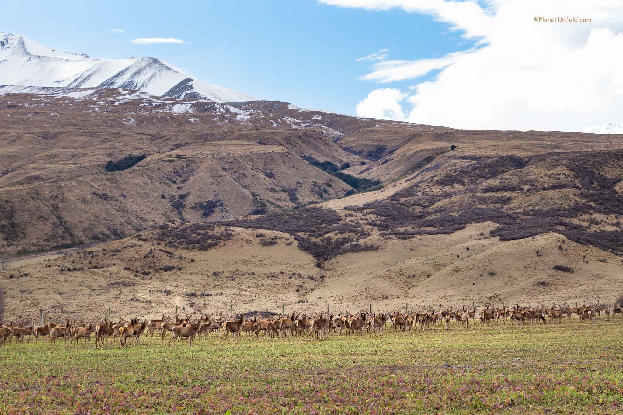 Deer Flocks at Edoras