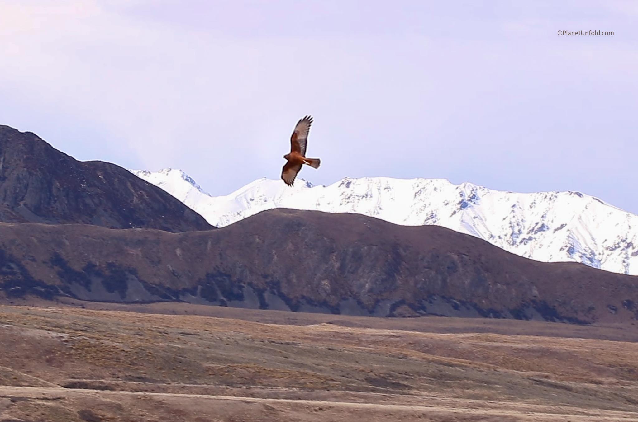 New Zealand's Falcon