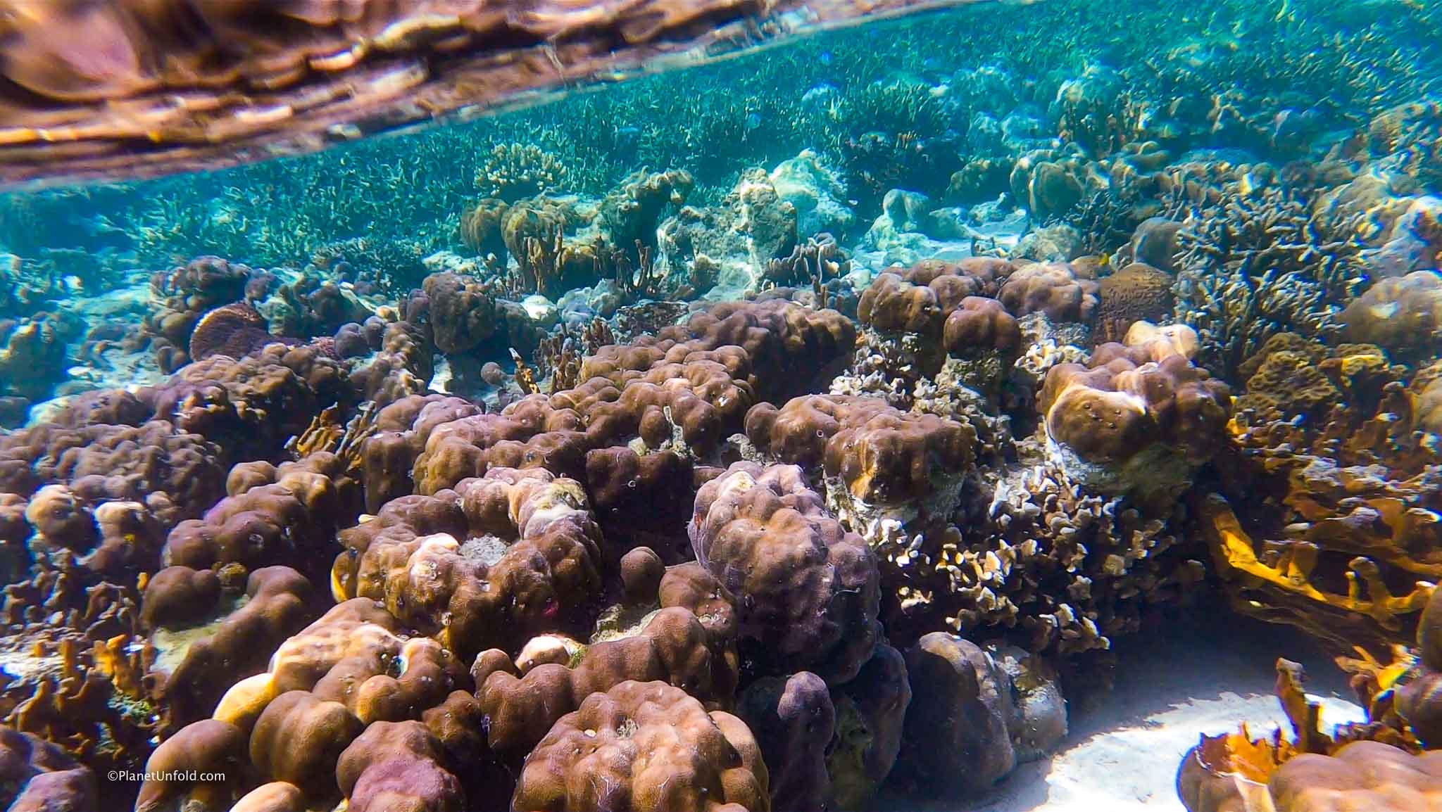 Twin Peaks Coral Garden