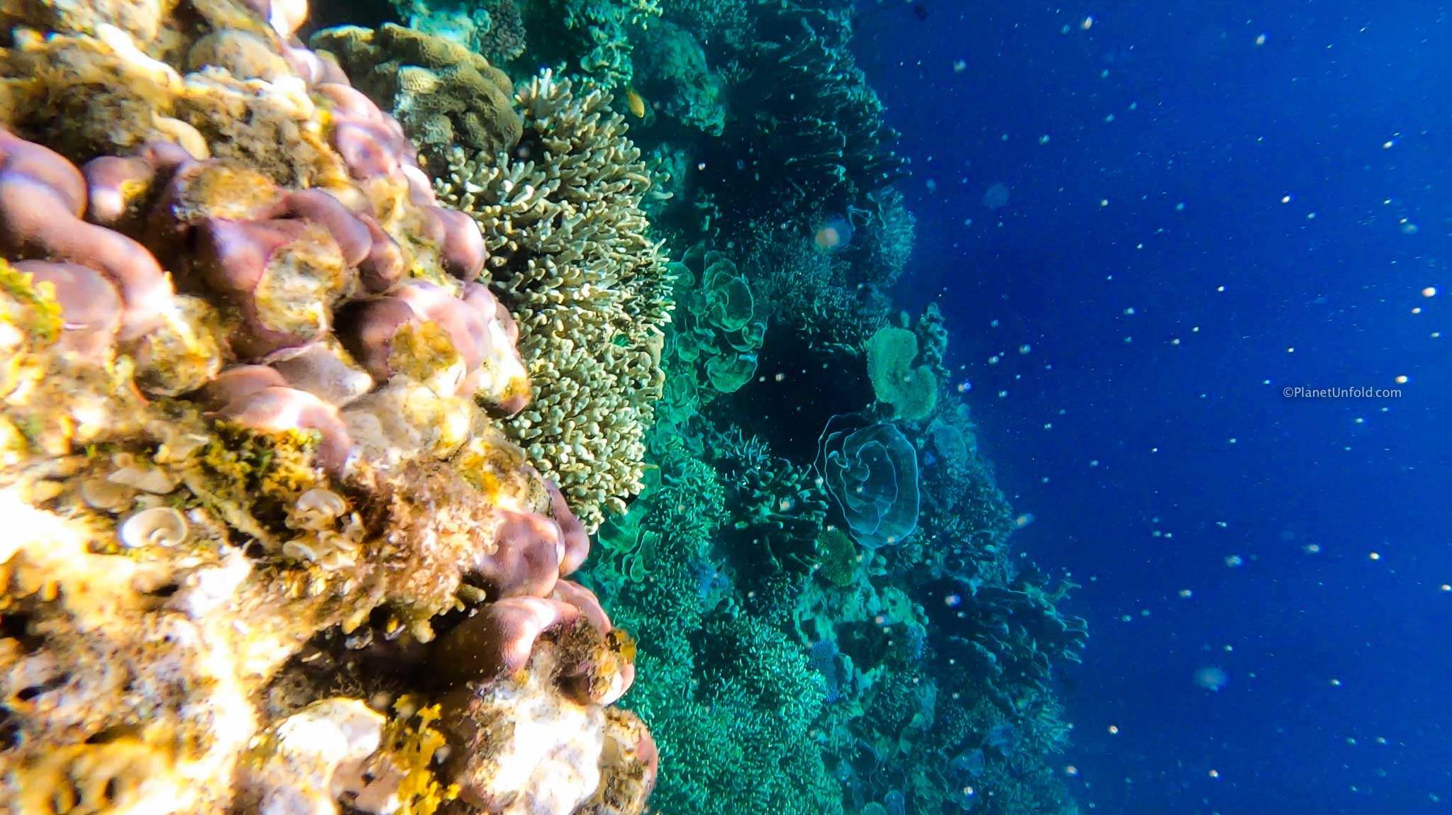 Malaway Coral Garden