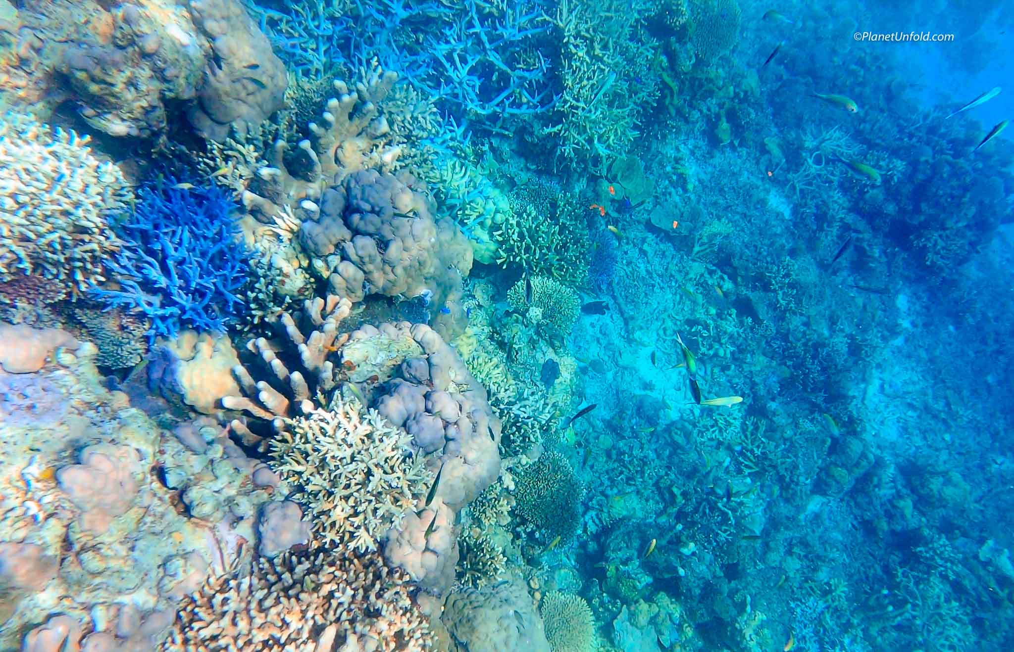 Smith coral garden